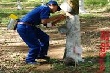 Cao su Mang Yang tái canh 1.000 ha cao su năm 2016